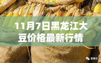 黑龙江大豆价格最新行情报告（11月7日版），深度分析与解读