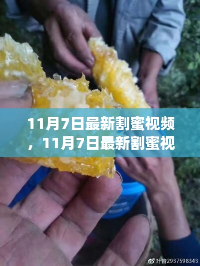 最新割蜜视频评测与介绍，全面解读，不容错过！