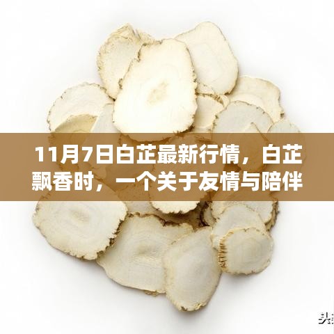 白芷飘香时，友情与陪伴的温馨故事及最新行情