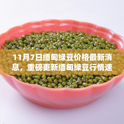 缅甸绿豆行情速递，最新价格动态揭秘（11月7日更新）