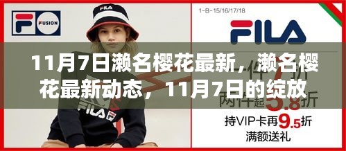 濑名樱花最新动态，11月7日的绽放与探索之旅