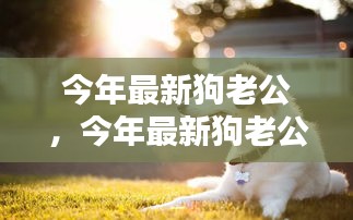 手把手教你成为宠物界全能伴侣，今年最新狗老公指南