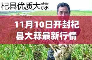 开封杞县大蒜行情解析，最新市场动态与行情指南（11月10日）