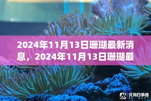 2024年11月13日珊瑚最新消息，生态恢复与保护的新进展揭秘