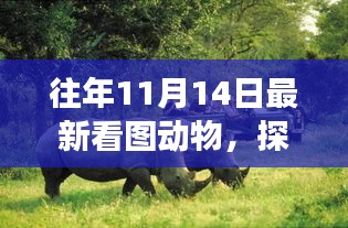 往年11月14日，揭秘动物世界，自然秘境探索之旅