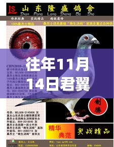 揭秘往年11月14日君翼赛鸽公棚的最新公告动态