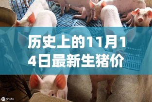 11月14日历史生猪价回顾与温馨探秘之旅