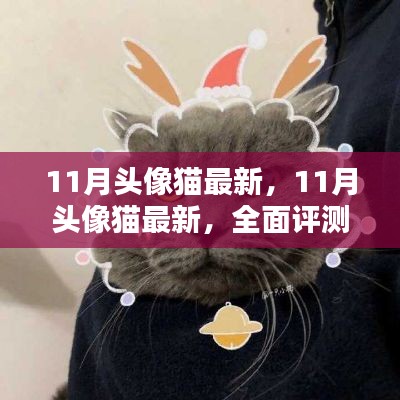 最新评测与介绍，11月头像猫全面指南