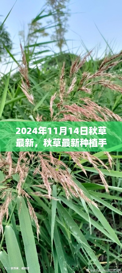 秋草最新种植手册，从入门到进阶，一步步学会如何种植与管理秋草（2024年指南）