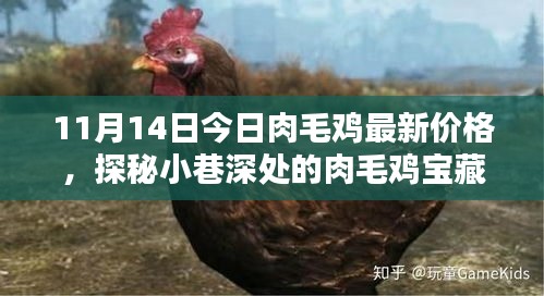 11月14日肉毛鸡最新价格揭秘，小巷深处的宝藏探索