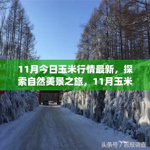 11月玉米行情与自然美景探索，宁静力量的背后