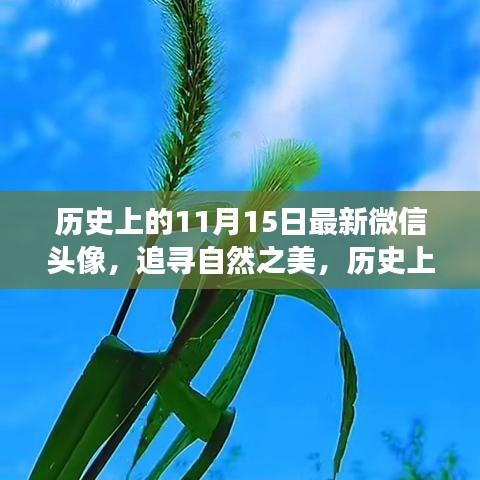 历史上的11月15日微信头像之旅，追寻自然之美的心动之旅