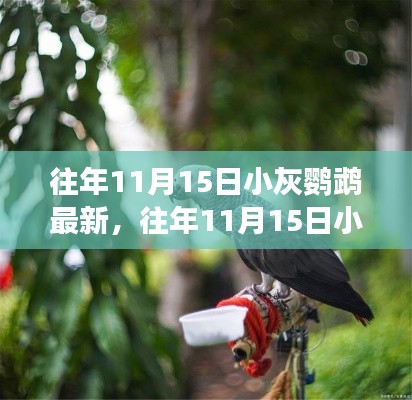 往年11月15日小灰鹦鹉的最新观察与研究报告