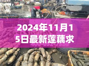 探寻最新莲藕市场动态，2024年莲藕求购热潮揭秘