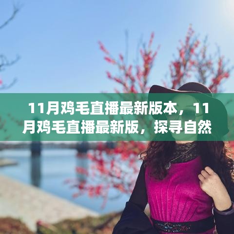 11月鸡毛直播最新版，自然美景的治愈之旅，探寻内心宁静与平和的启程