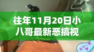 往年11月20日小八哥恶搞视频回顾与深度解析，精彩瞬间不容错过