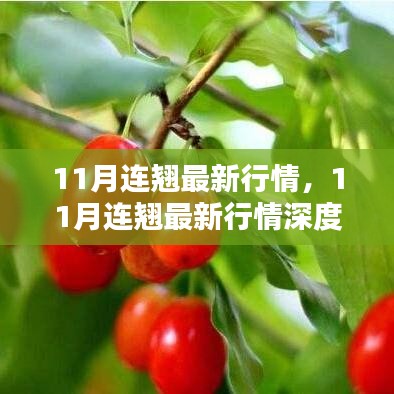 11月连翘行情深度解析，最新动态与评测介绍