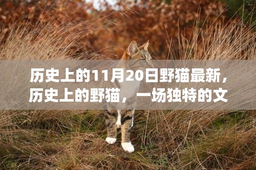 历史上的11月20日野猫最新，历史上的野猫，一场独特的文化现象与时代的印记