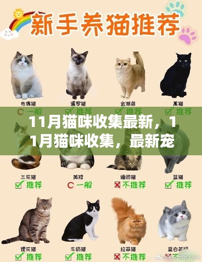 11月猫咪收集最新，11月猫咪收集，最新宠物潮流与养护秘籍