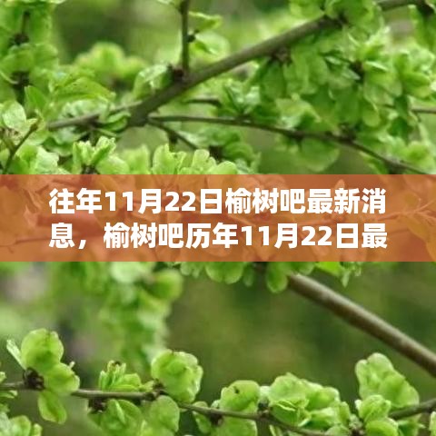 榆树吧历年11月22日消息回顾，探寻过往岁月中的印记与最新动态