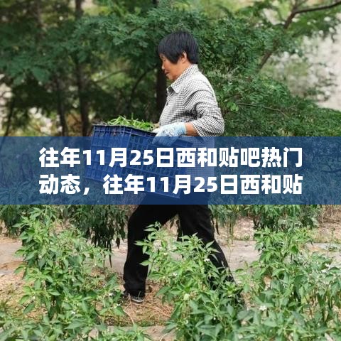 往年11月25日西和贴吧热门动态回顾，网络焦点瞬间汇聚的浪潮