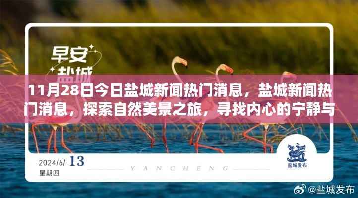 11月28日今日盐城新闻热门消息，盐城新闻热门消息，探索自然美景之旅，寻找内心的宁静与平和