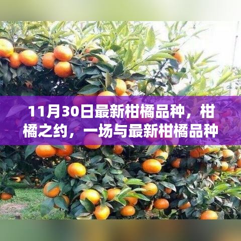 最新柑橘品种邂逅记，柑橘之约揭秘柑橘魅力