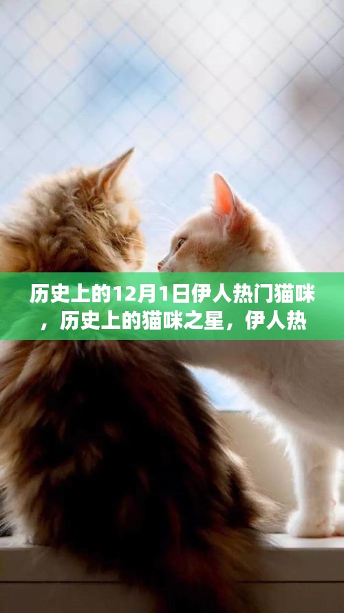 伊人热门猫咪的成长故事，历史猫咪之星的力量，拥抱学习与变化的激励力量