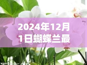 探索文学新纪元，蝴蝶兰最新小说盛宴（2024年）