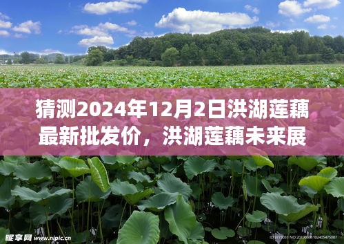 猜测2024年12月2日洪湖莲藕最新批发价，洪湖莲藕未来展望，预测2024年12月2日最新批发价及深度评测