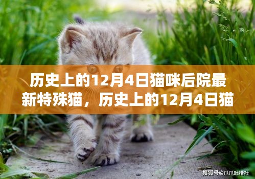 揭秘历史上的特殊猫，猫咪后院最新特殊猫风采揭秘（12月4日篇）