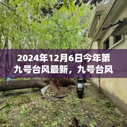 台风九号下的温馨日常，风雨中的友情与爱传递 2024年最新报道