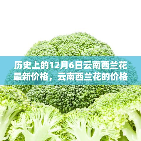 历史上的12月6日云南西兰花最新价格，云南西兰花的价格秘密，一个温馨的日常故事