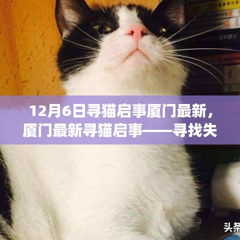 厦门最新寻猫启事，失踪猫咪寻找信息更新（12月6日版）