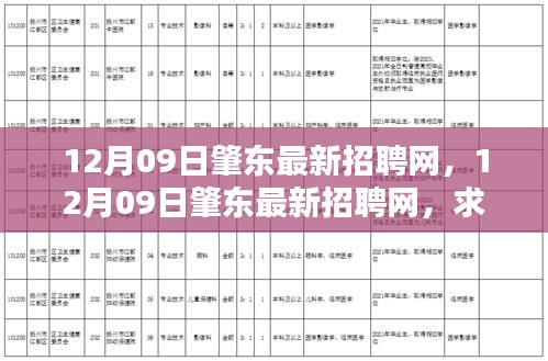 12月09日肇东最新招聘网，一站式解决就业需求，求职招聘新动向