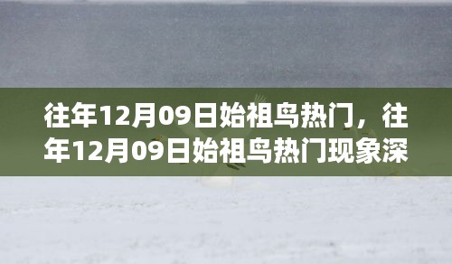 往年12月09日始祖鸟热潮，时尚潮流的深度解析与争议观察