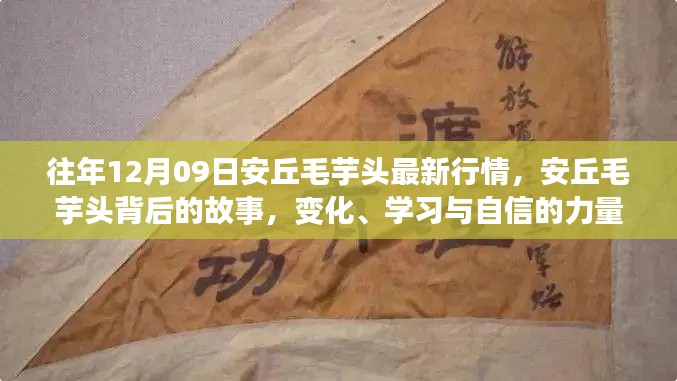 安丘毛芋头行情背后的故事，变化、学习与自信的力量，历年12月9日最新动态