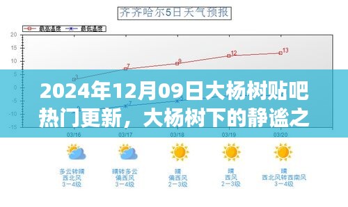 大杨树下的静谧之旅，探索自然美景与内心平静的旅程（最新更新）