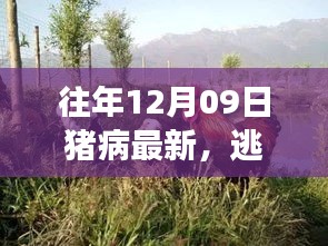 猪病背后的宁静美景，一场心灵之旅与每年的12月09日猪病最新动态探索