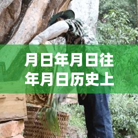 北京花粉浓度播报，历史与实时多维视角的探究