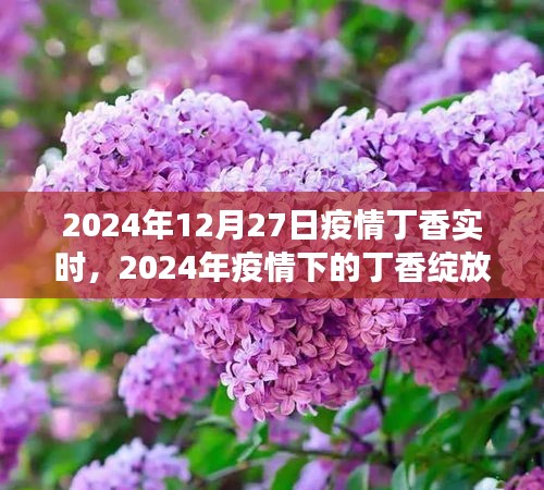 2024年疫情下的丁香绽放，实时追踪与希望展望