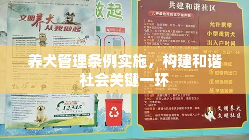 养犬管理条例实施，构建和谐社会关键一环