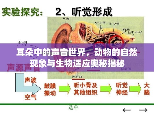 耳朵中的声音世界，动物的自然现象与生物适应奥秘揭秘