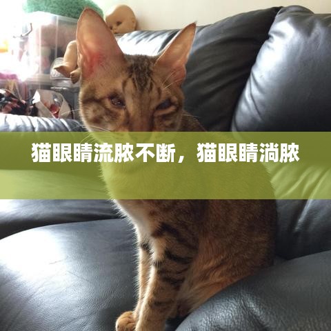 猫眼睛流脓不断，猫眼睛淌脓 