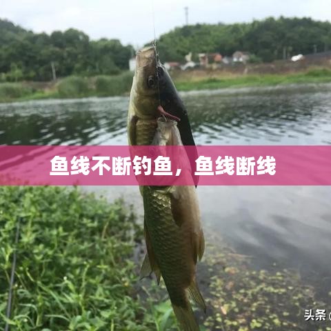 鱼线不断钓鱼，鱼线断线 