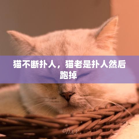 猫不断扑人，猫老是扑人然后跑掉 