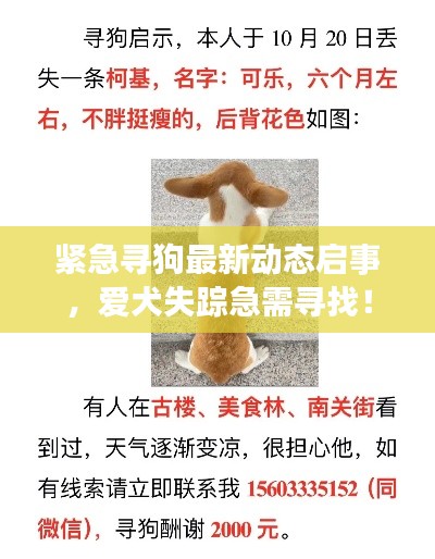 紧急寻狗最新动态启事，爱犬失踪急需寻找！