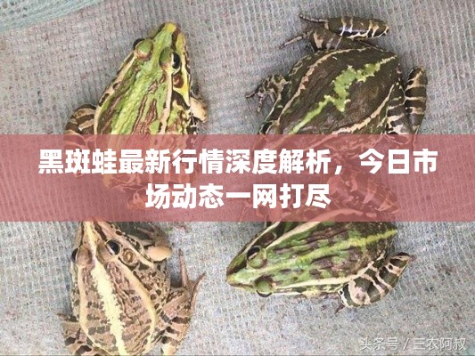 黑斑蛙最新行情深度解析，今日市场动态一网打尽