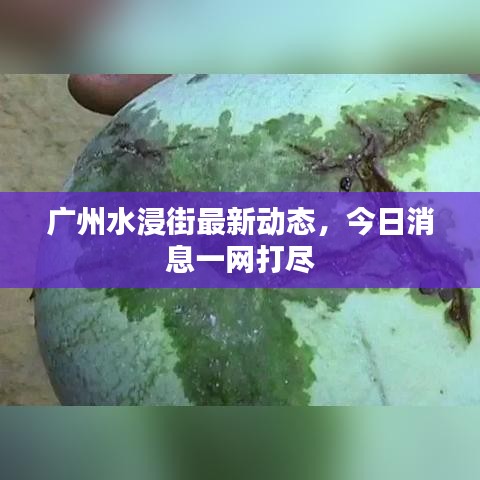 广州水浸街最新动态，今日消息一网打尽