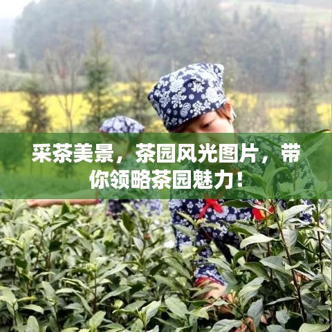 采茶美景，茶园风光图片，带你领略茶园魅力！